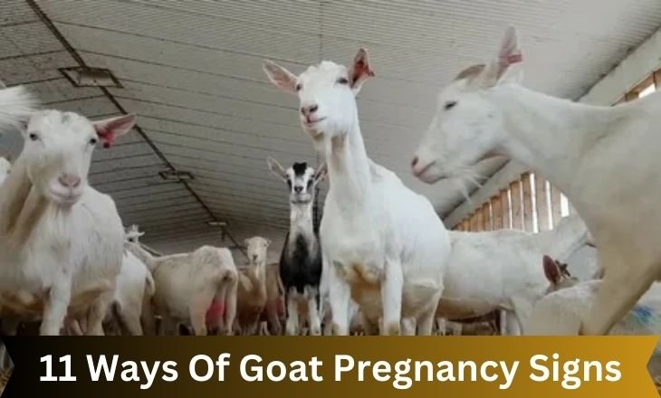 11 Ways Of Goat Pregnancy Signs