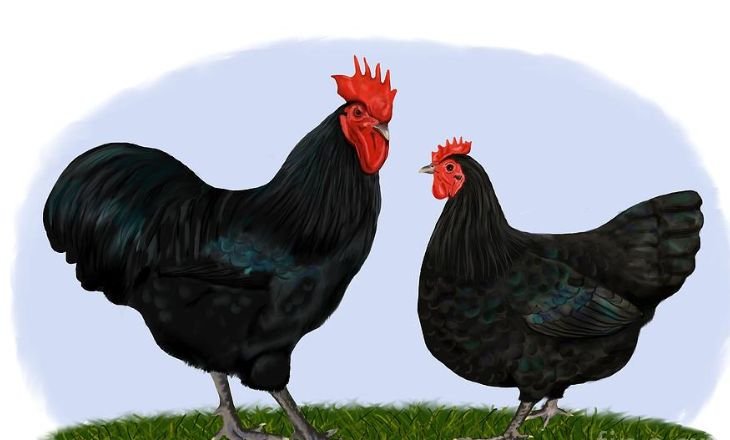 black australorp rooster temperament