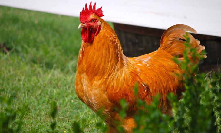 Buff Orpington Rooster