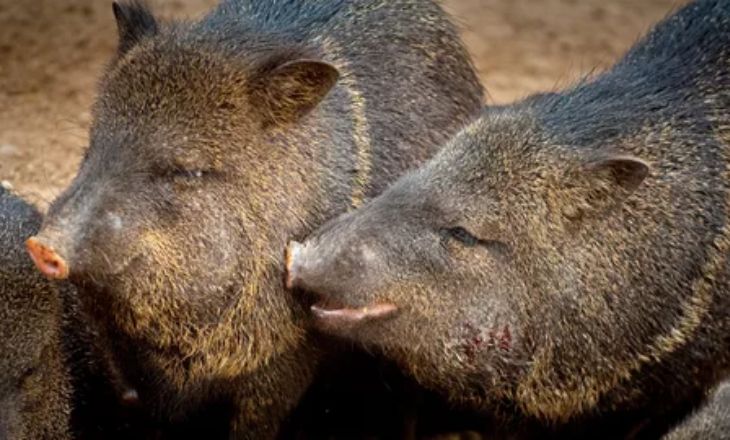 Collared Peccary