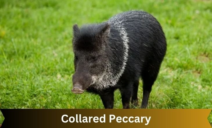 Collared Peccary