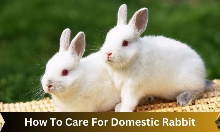 How To Care For Domestic Rabbit