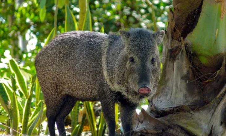 Peccary Life Span