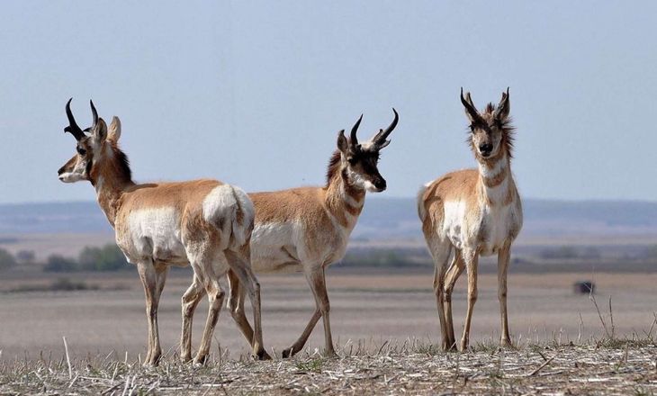 Pronghorn Antelope 