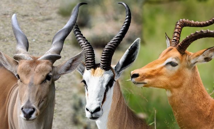 Pronghorn Vs Antelope