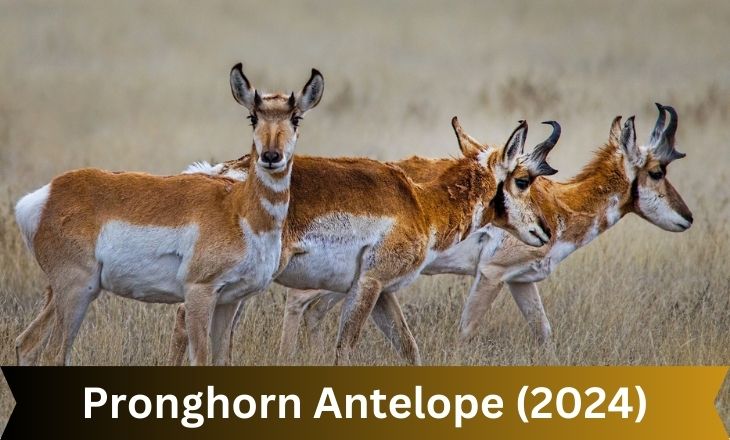 Pronghorn Antelope (2024)