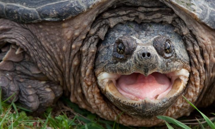 Snapping Turtle Mouth