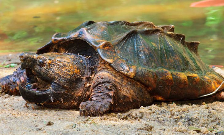 Snapping Turtle |  Size, Habitat, Diet, & Facts