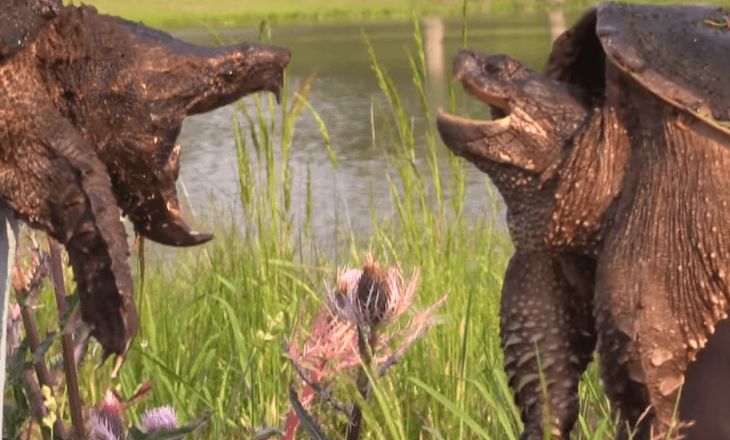 Alligator Snapping Turtle vs Common Snapping Turtle