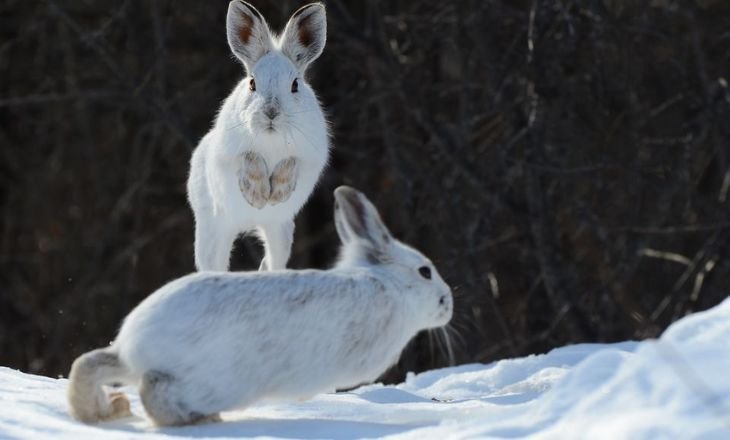 Snowshoe Hare (2024)