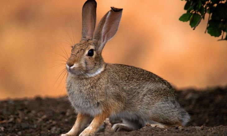  snowshoe hare's 