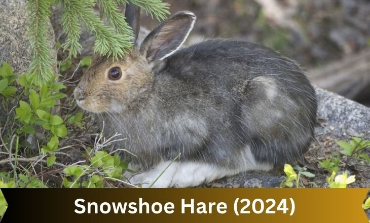 Snowshoe Hare (2024)