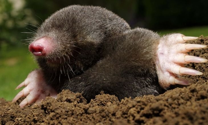 Star-Nosed Mole: The Nose That “Sees”