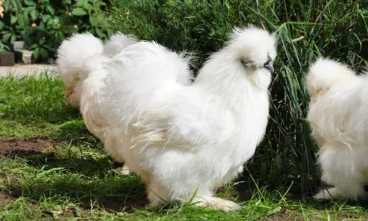 Most Beautiful Silkie Chickens