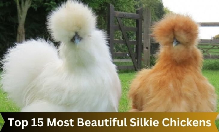 Most Beautiful Silkie Chickens