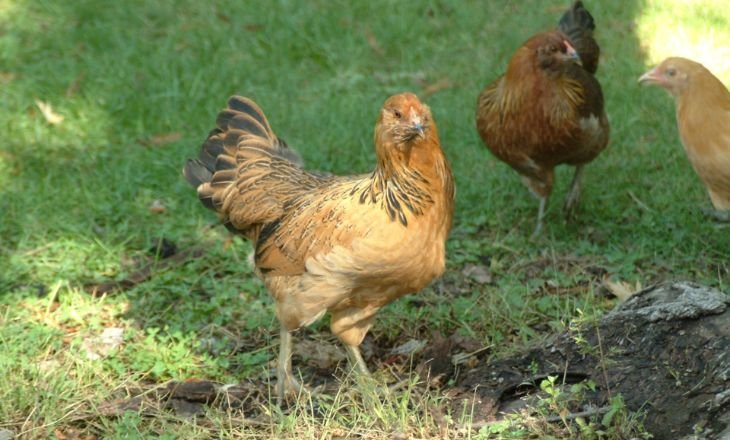 Brown Egg Laying Chickens - Baby Chicks