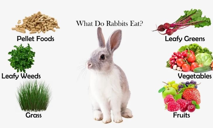 What Do Rabbits Eat?