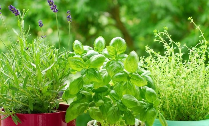 Herbs To Grow In America