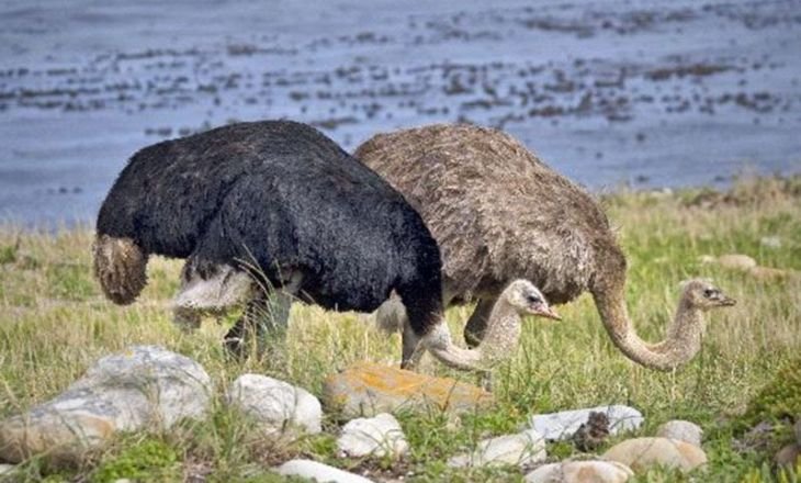 Why Do Ostriches Eat Rocks