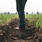 A person stands in a lush agricultural field during the day.