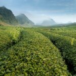 Expansive tea plantation with lush greenery and misty hills in a serene rural setting.