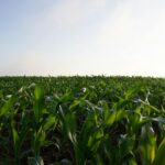 Free stock photo of agricultural field, agriculture, canon
