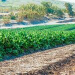 Expansive view of lush green crop fields under sunlight, showcasing rural agriculture.